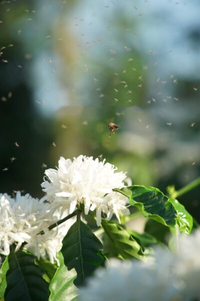 Hình ảnh hoa Cà Phê và những chú ong bay quanh