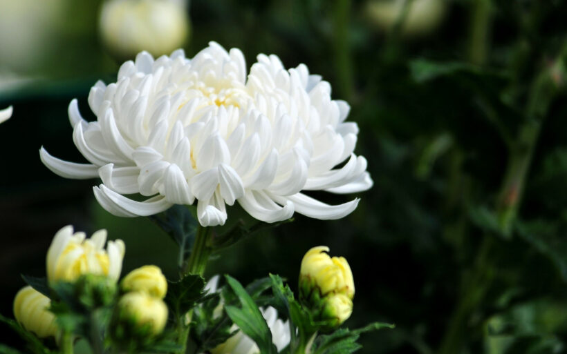 Hình ảnh hoa Cúc đại trắng