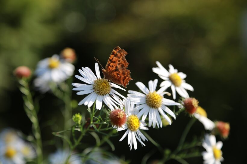 Hình ảnh hoa Cúc dại trắng và con bướm hoa