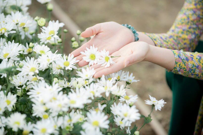 Hình ảnh hoa Cúc hoạ mi trắng đẹp