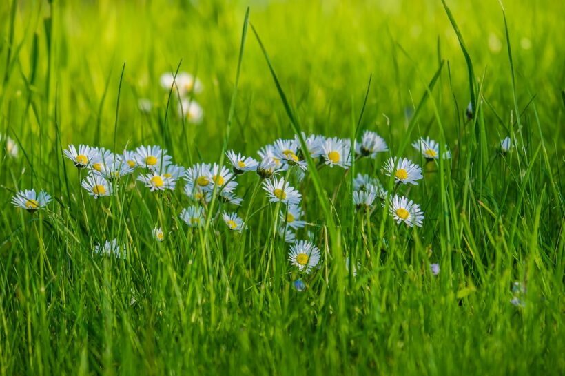 Hình ảnh hoa Cúc hoạ mi trong đám cỏ xanh