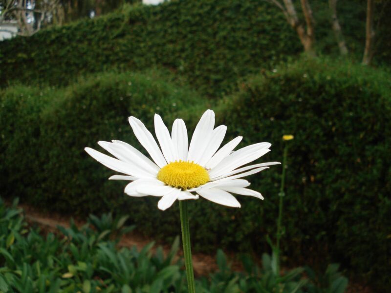 Hình ảnh hoa Cúc trắng
