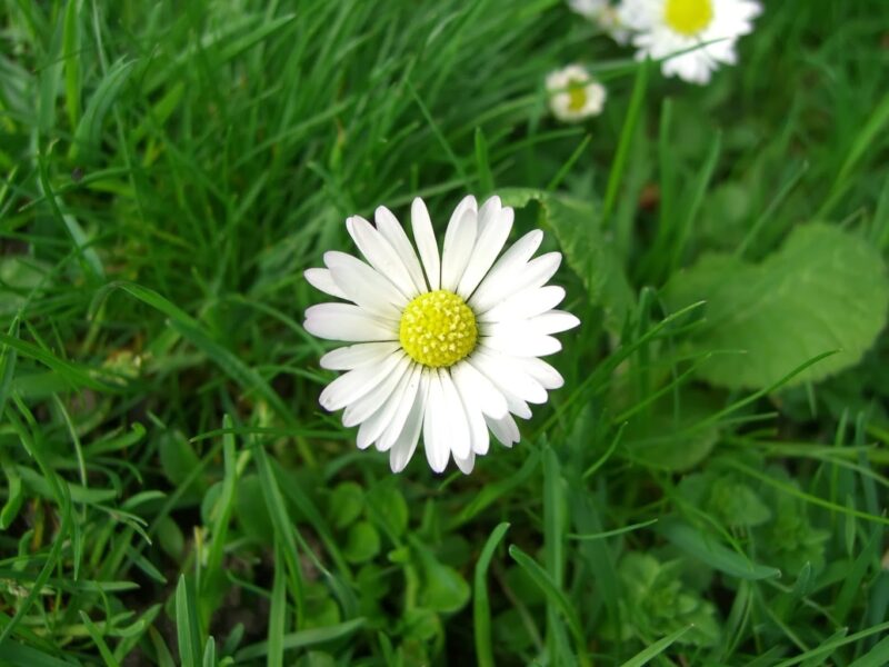 Hình ảnh hoa Cúc trắng buồn