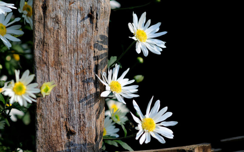 Hình ảnh hoa Cúc trắng cực đẹp (2)