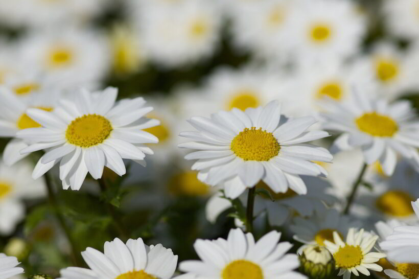 Hình ảnh hoa Cúc trắng cực đẹp