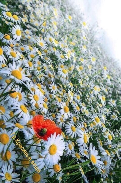 Hình ảnh hoa Cúc trắng đẹp