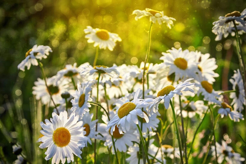 Hình ảnh hoa Cúc trắng đẹp dưới nắng sớm