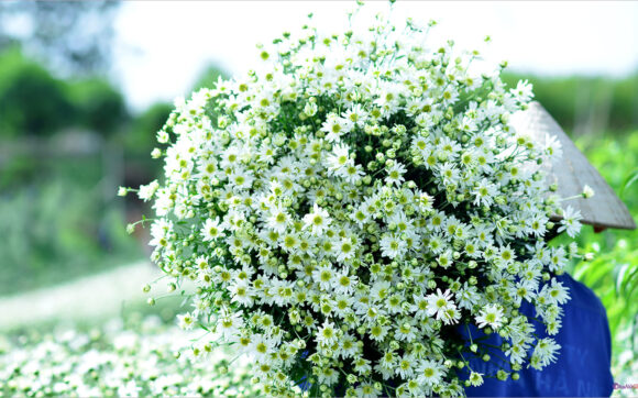 Hình ảnh hoa Cúc trắng đẹp nhất