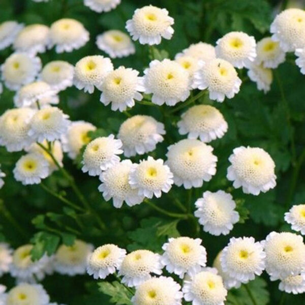 Hình ảnh hoa Cúc trắng mini