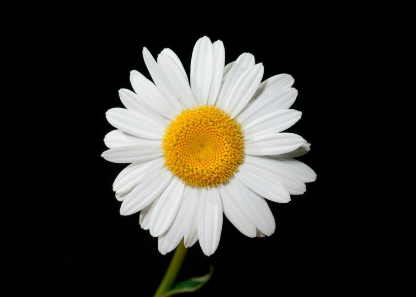 Hình ảnh hoa Cúc trắng trên nền đen