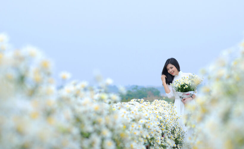 Hình ảnh hoa Cúc trắng tuyệt đẹp