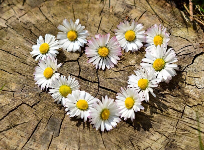 Hình ảnh hoa Cúc trawgns xếp thành hình trái tim đẹp