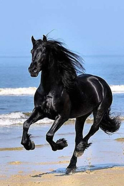 Hình ảnh nền con ngựa đen phi đẹp