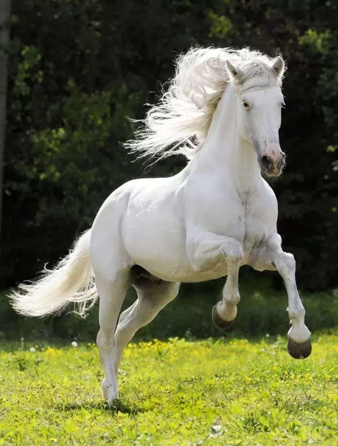 Hình ảnh con Ngựa đẹp, oai phong, mạnh mẽ nhất