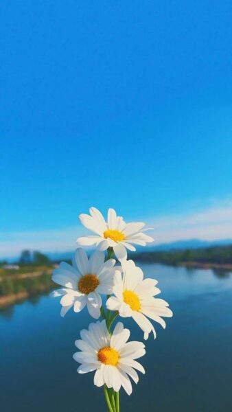 Hình ảnh nền hoa Cúc trắng đẹp cho điện thoại
