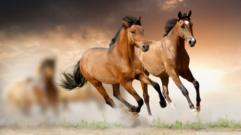 Hình ảnh ngựa phi đẹp