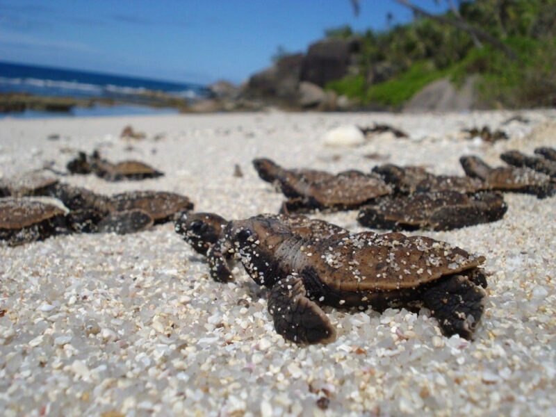 Hình ảnh những con Rùa lên bờ đẻ trứng ở Côn Đảo
