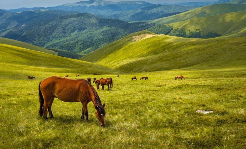 Hình ảnh những con ngựa đang ăn cỏ trên đồi