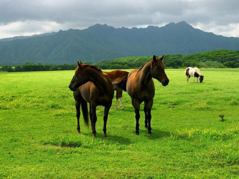 Hình ảnh những con ngựa nhởn nha gặm vỏ trên thảo nguyên xanh