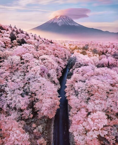 Hình ảnh núi và hoa Anh Đào Nhật Bản