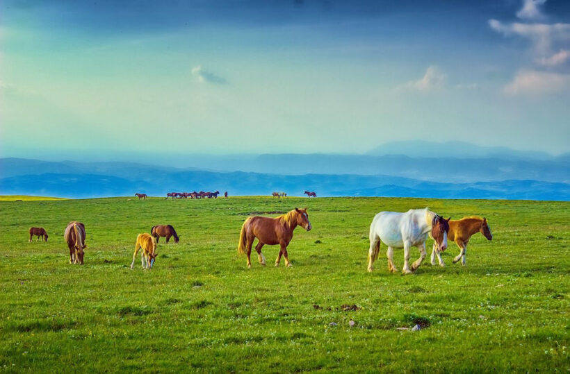 Hình ảnh siêu đẹp về những con ngựa trên thảo nguyên xanh