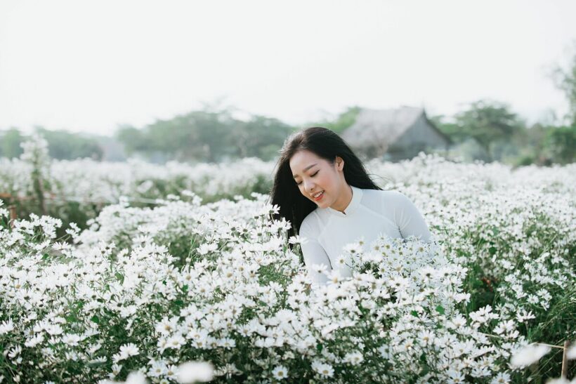 Hình ảnh thiếu nữ áo dài trên cánh đồng hoa cúc trắng tuyệt đẹp