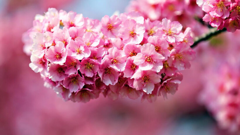 Hình ảnh tuyệt đẹp về hoa Anh Đào