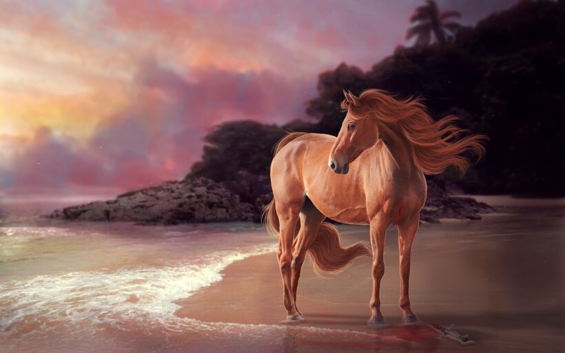 Hình con ngựa đứng trên bãi biển