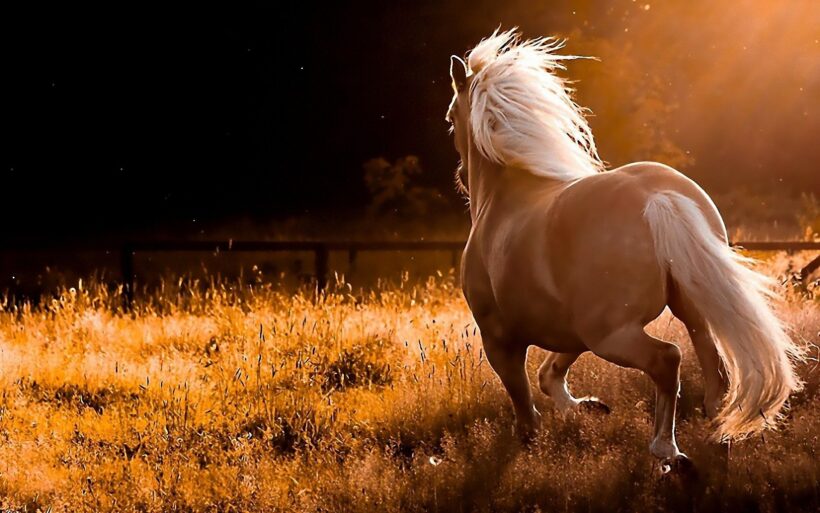 Hình con ngựa siêu đẹp
