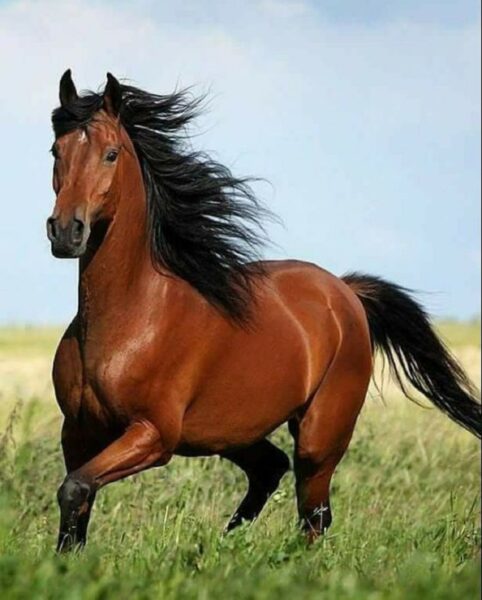 Hình con ngựa vàng đẹp