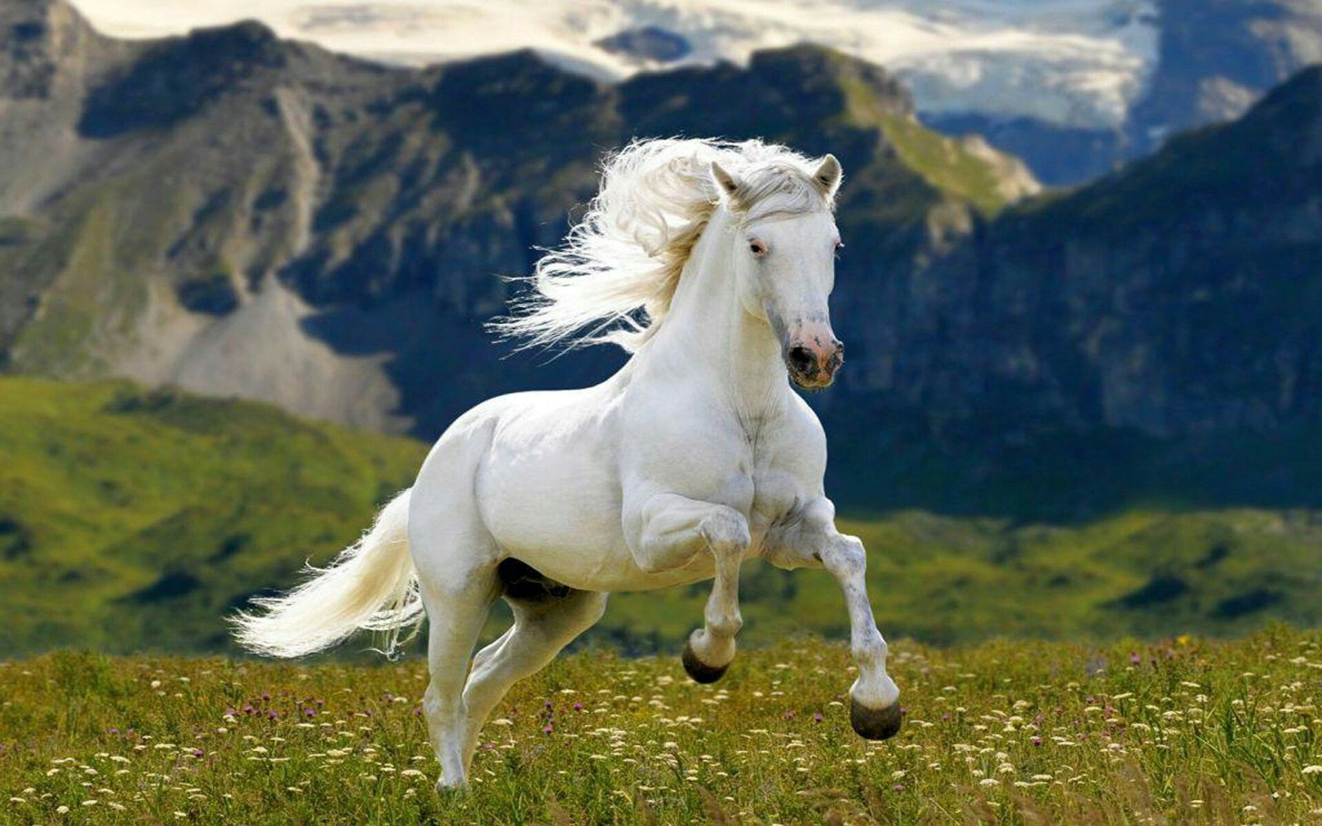 Top 15 hình nền ngựa đẹp cho máy tính Hình động vật