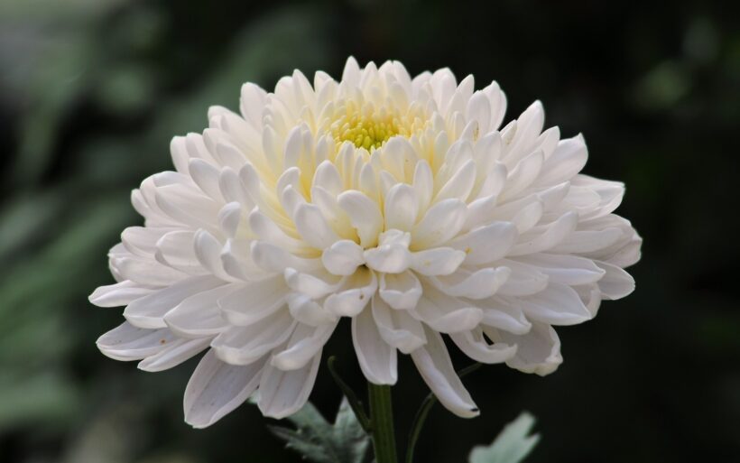 Hình hoa Cúc trắng