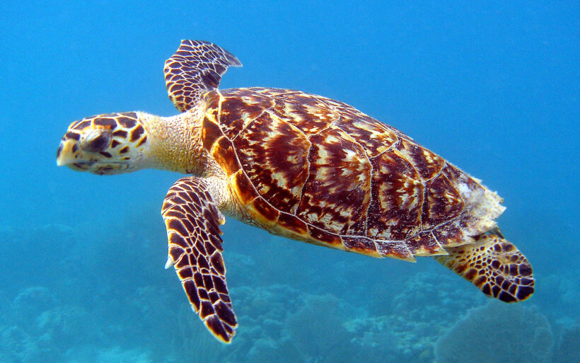 Hình nền Rùa biển