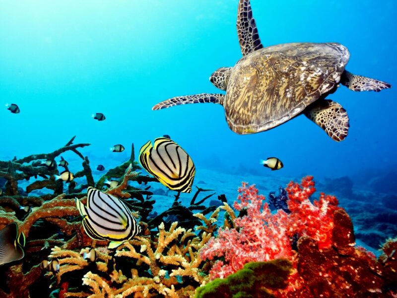 Hình nền con Rùa và những sinh vật biển nhieuf màu sắc đẹp