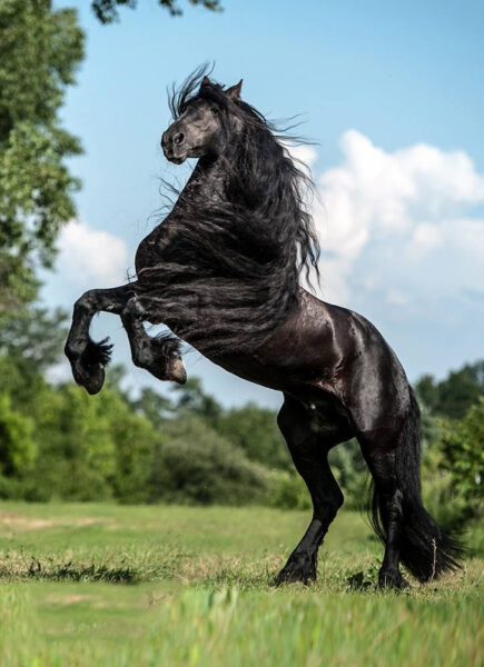 Hình nền con ngựa đen đẹp cho điện thoại