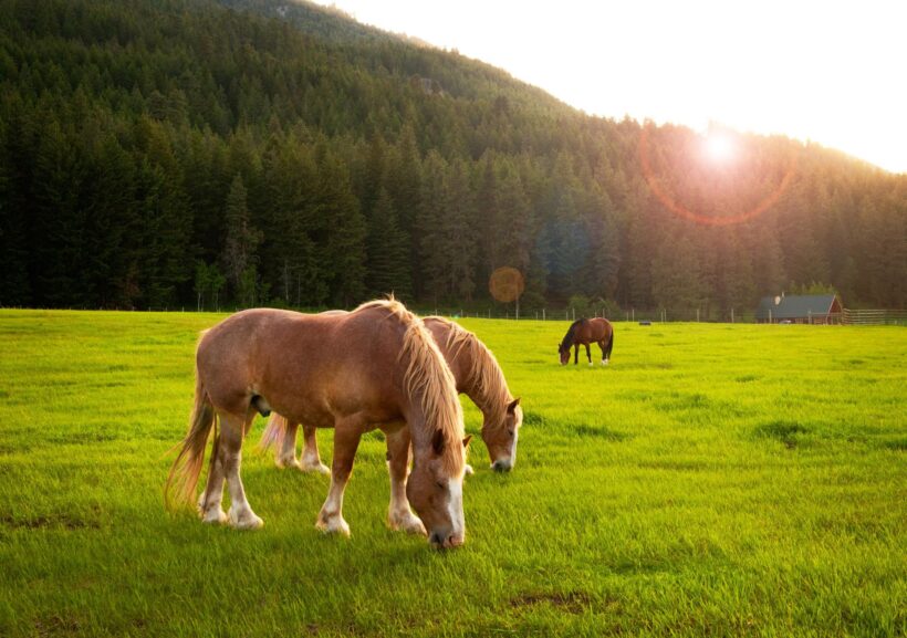 Hình nền đàn ngựa đang ăn cỏ