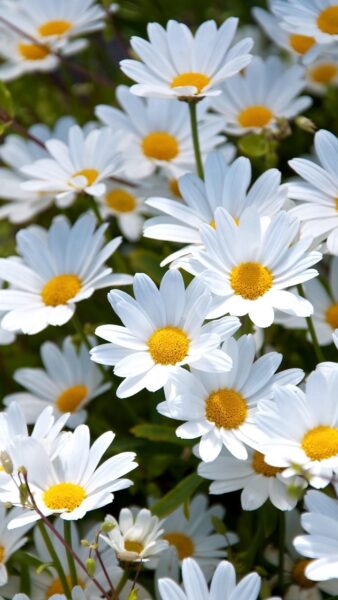 Những bông hoa cúc trắng đẹp