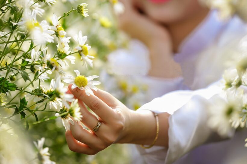 ảnh hoa Cúc trắng đẹp
