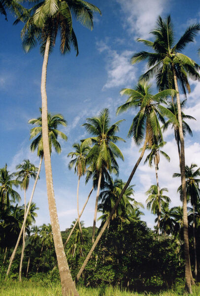 hình ảnh cây dừa khi chụp gần