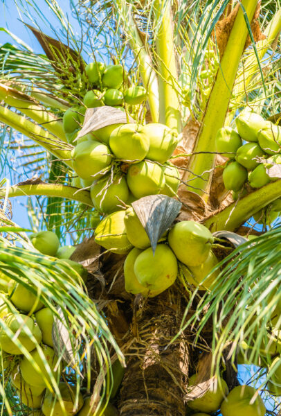 hình ảnh cây dừa khi có trái