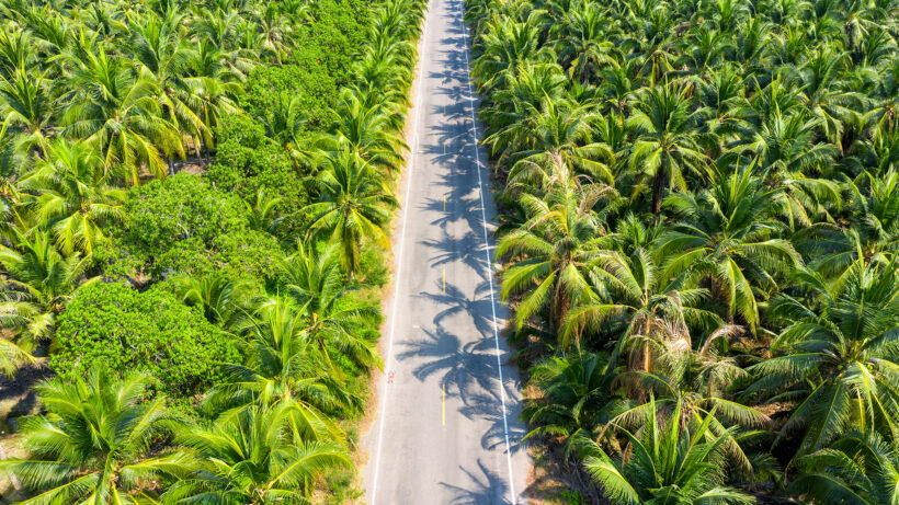 hình ảnh cây dừa khi ở 2 bên ven đường