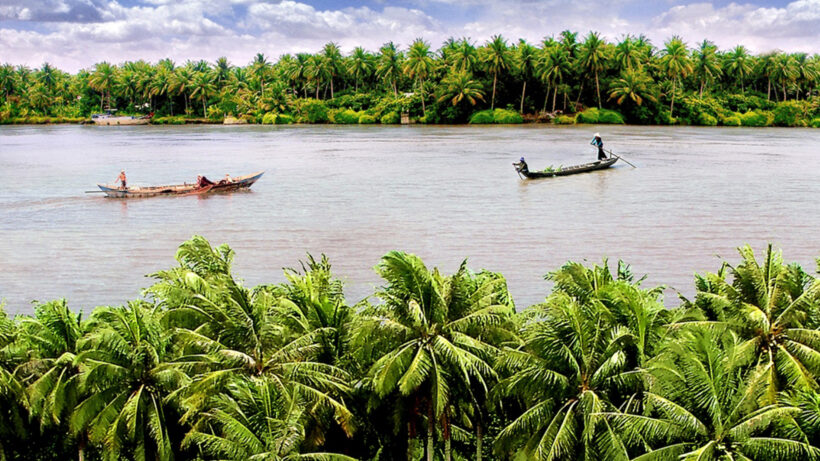 hình ảnh cây dừa khi ở sông