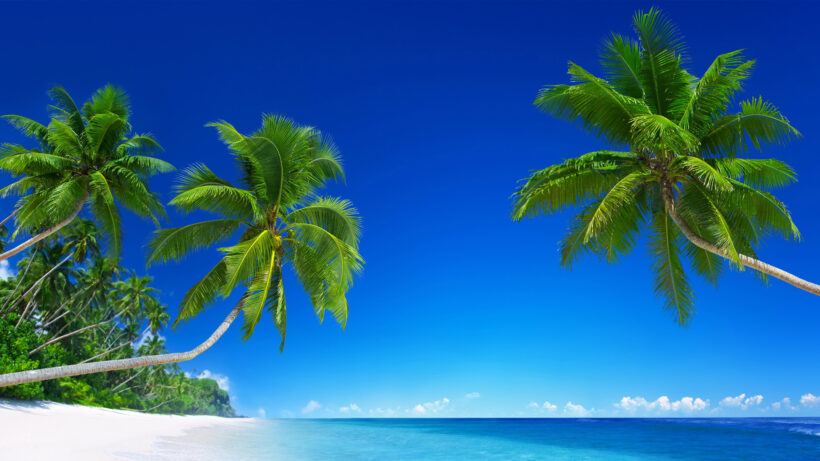 hình ảnh cây dừa ở ven biển