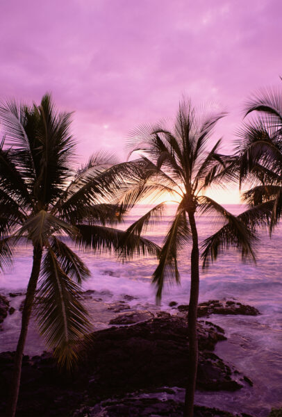 hình ảnh cây dừa trong khung cảnh màu hồng
