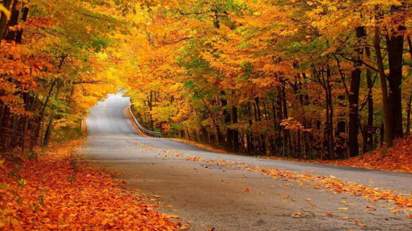 hình ảnh con đường trong mùa thu lá vàng