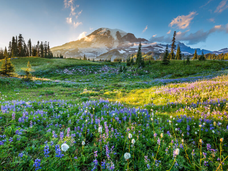 hình ảnh núi đẹp Mount Rainier, Washington