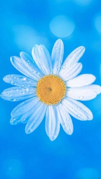 hình nền hoa cúc trắng nền xanh cho điện thoại