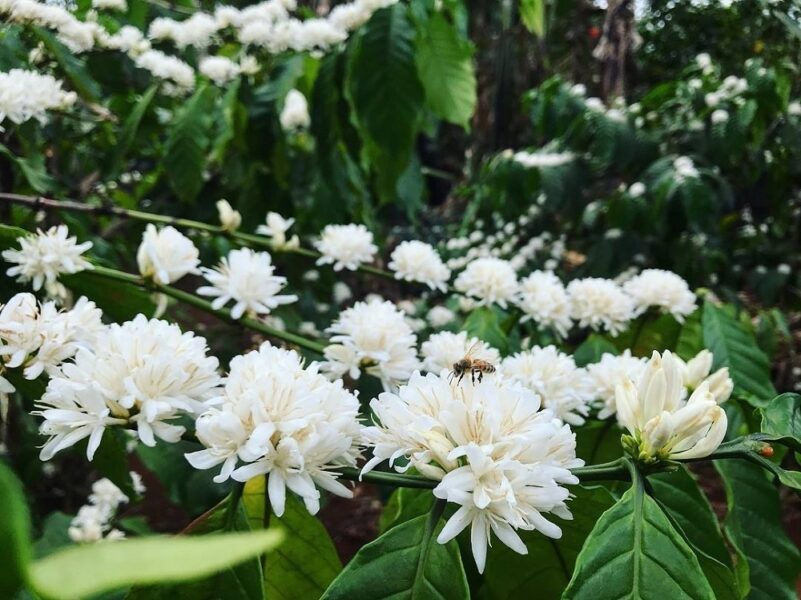 hoa Cà Phê nở trắng đẹp