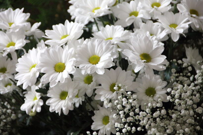 hoa Cúc trắng đẹp