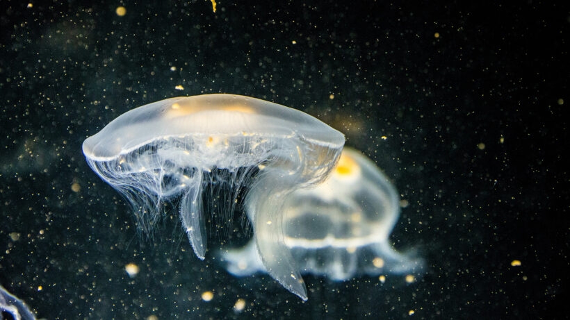 Hình ảnh con sứa cực chất